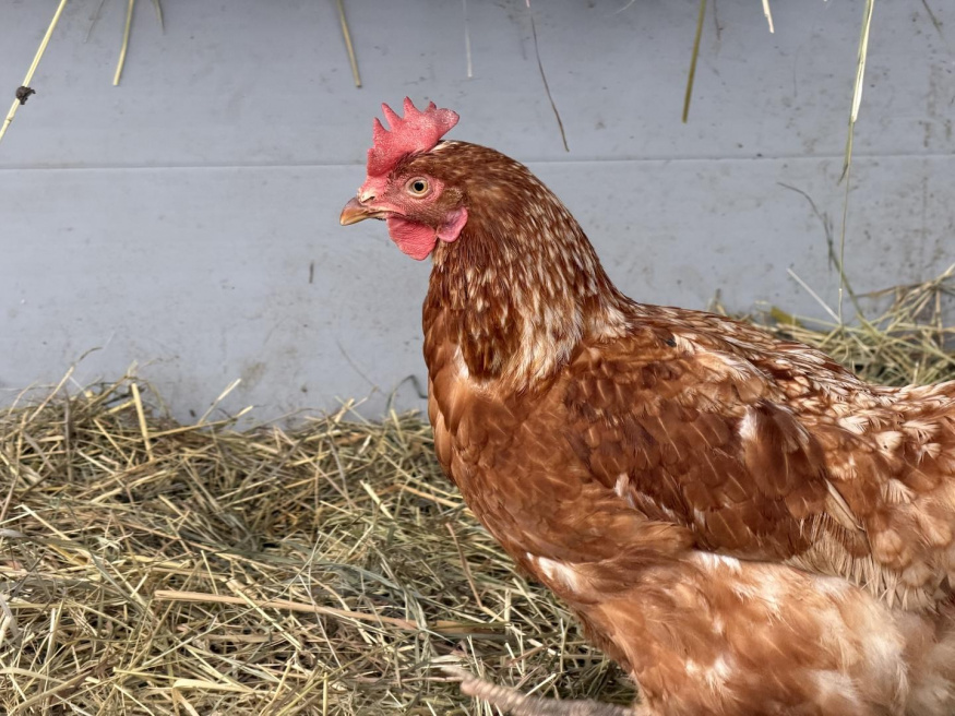 iPhone 17 Pro Max (4×) iPhone 17 Pro Max (4×)