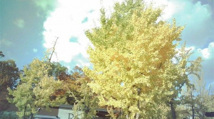 Fotografie z Kodaku Opt100 Neo Film Fotografie z Kodaku Opt100 Neo Film