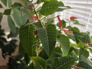 20260306 163249 20260306 163249