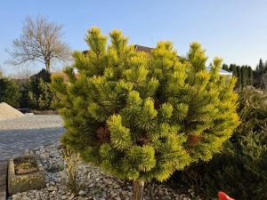 20260306 163620 20260306 163620