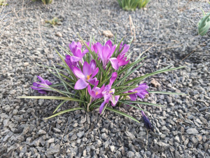 Nothing Phone 4a Pro Galerie 02 Nothing Phone 4a Pro Galerie 02