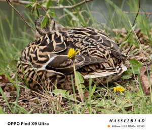 Fotografie pořízená skrze telekonvertor