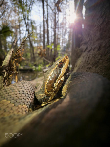 Mobilní fotografie přírody fotografa Stevena Scotta Grogina Mobilní fotografie přírody fotografa Stevena Scotta Grogina