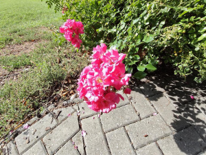 Snímek z fotoaparátu Redmi Note 17 Pro Max Snímek z fotoaparátu Redmi Note 17 Pro Max