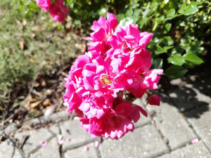 Snímek z fotoaparátu Redmi Note 17 Pro Max Snímek z fotoaparátu Redmi Note 17 Pro Max