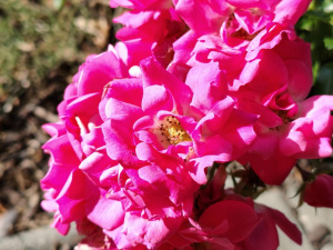 Snímek z fotoaparátu Redmi Note 17 Pro Max Snímek z fotoaparátu Redmi Note 17 Pro Max