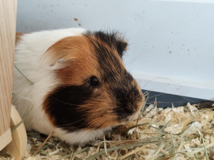 Snímek z fotoaparátu Redmi Note 17 Pro Max Snímek z fotoaparátu Redmi Note 17 Pro Max