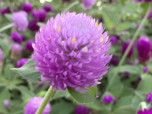 Img 3224 Img 3224