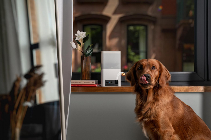 Petcube Bites 2 Lite se psem Pes chytá pamlsek vystřelený kamerou Petcube Bites 2 Lite