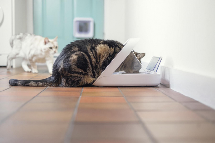 SureFeed Microchip Pet Feeder Connect Kočka používá chytré krmítko SureFeed se čtečkou čipu