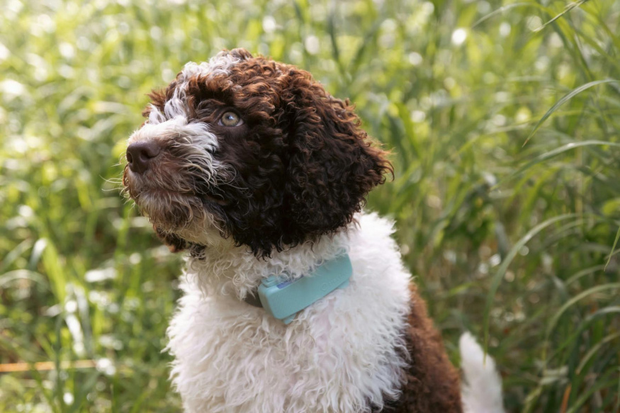 Tractive DOG 6 na obojku psa Pes s GPS lokátorem Tractive DOG 6 na obojku