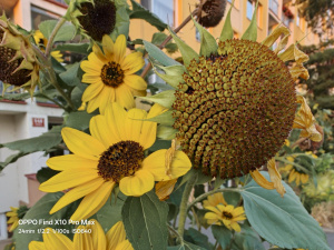 Fotografie z Oppo Find X10 Pro Max Fotografie z Oppo Find X10 Pro Max