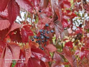Fotografie z Oppo Find X10 Pro Max Fotografie z Oppo Find X10 Pro Max